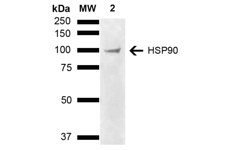 Western Blot - Anti-HSP90 alpha + HSP90 beta Antibody (A305060) - Antibodies.com