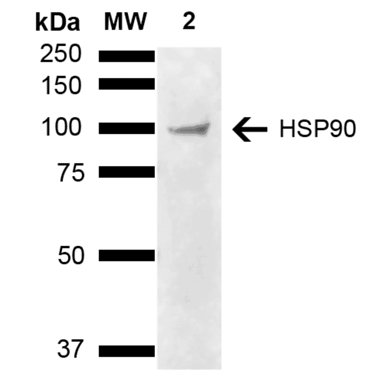 Western Blot - Anti-HSP90 alpha + HSP90 beta Antibody (A305060) - Antibodies.com