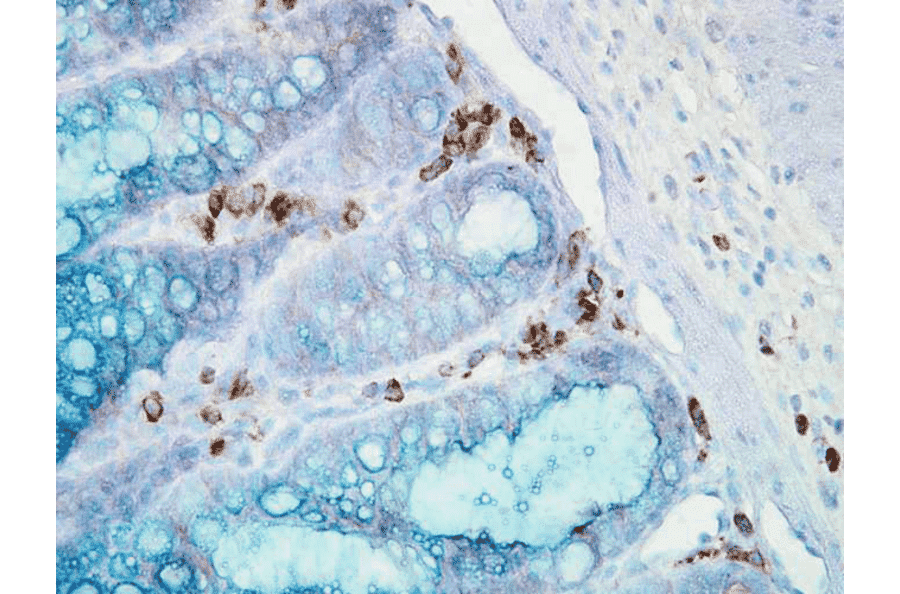 Immunohistochemistry - Anti-HSP90 alpha Antibody [Hyb-K41009] (A305061) - Antibodies.com