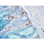 Immunohistochemistry - Anti-HSP90 alpha Antibody [Hyb-K41009] (A305061) - Antibodies.com