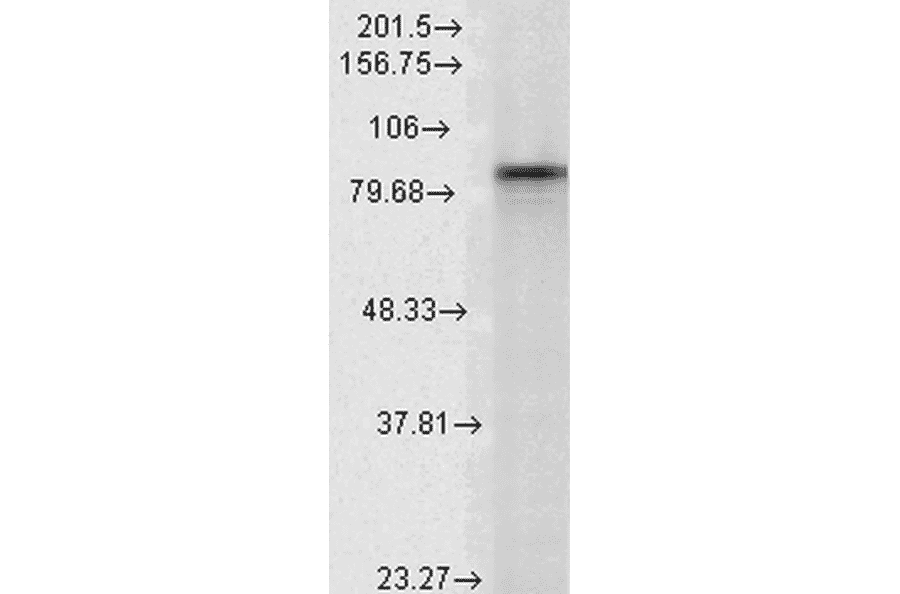 Western Blot - Anti-HSP90 alpha Antibody [Hyb-K41009] (A305061) - Antibodies.com
