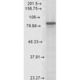 Western Blot - Anti-HSP90 alpha Antibody [Hyb-K41009] (A305061) - Antibodies.com