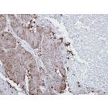 Immunohistochemistry - Anti-HSP90 alpha Antibody [Hyb-K41009] (A305061) - Antibodies.com
