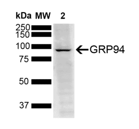 Western Blot - Anti-GRP94 Antibody [6B12] (A305062) - Antibodies.com