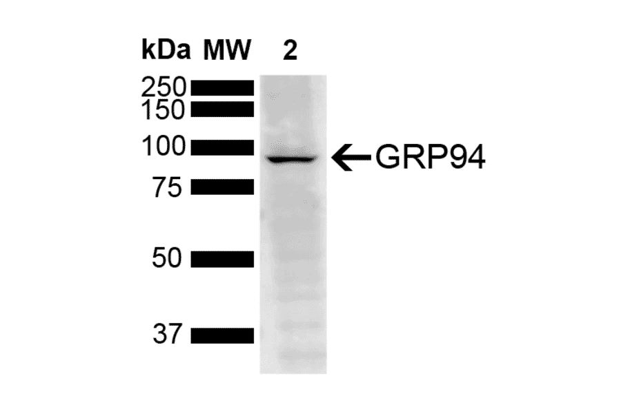 Western Blot - Anti-GRP94 Antibody [6B12] (A305062) - Antibodies.com