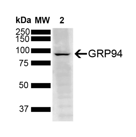 Western Blot - Anti-GRP94 Antibody [6B12] (A305062) - Antibodies.com