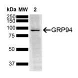 Western Blot - Anti-GRP94 Antibody [6B12] (A305062) - Antibodies.com