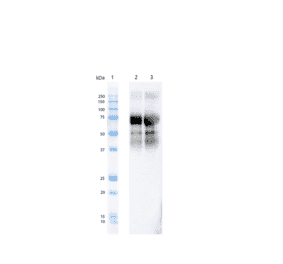 Western Blot - Anti-Tau (phospho Thr217) Antibody [15B7] (A305063) - Antibodies.com