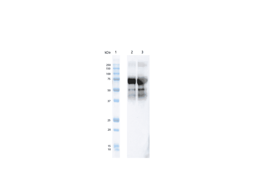 Western Blot - Anti-Tau (phospho Thr217) Antibody [15B7] (A305063) - Antibodies.com
