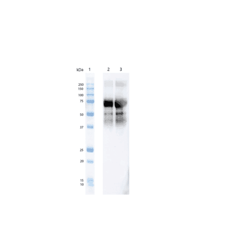 Western Blot - Anti-Tau (phospho Thr217) Antibody [15B7] (A305063) - Antibodies.com