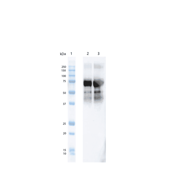 Western Blot - Anti-Tau (phospho Thr217) Antibody [15B7] (A305063) - Antibodies.com