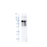 Western Blot - Anti-Tau (phospho Thr217) Antibody [15B7] (A305063) - Antibodies.com
