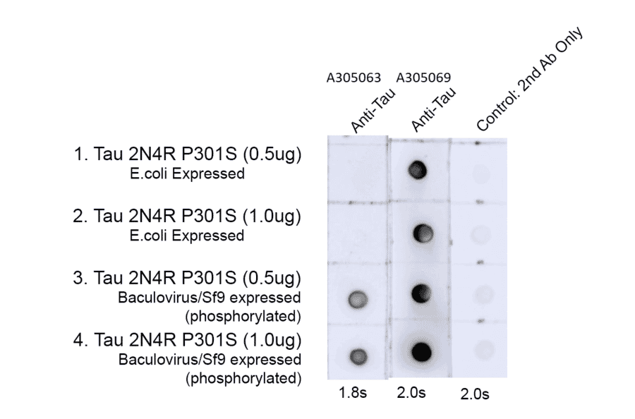 Dot Blot - Anti-Tau (phospho Thr217) Antibody [15B7] (A305063) - Antibodies.com