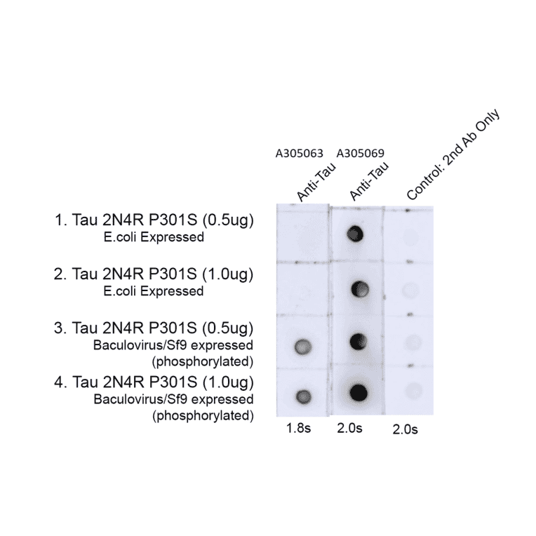 Dot Blot - Anti-Tau (phospho Thr217) Antibody [15B7] (A305063) - Antibodies.com