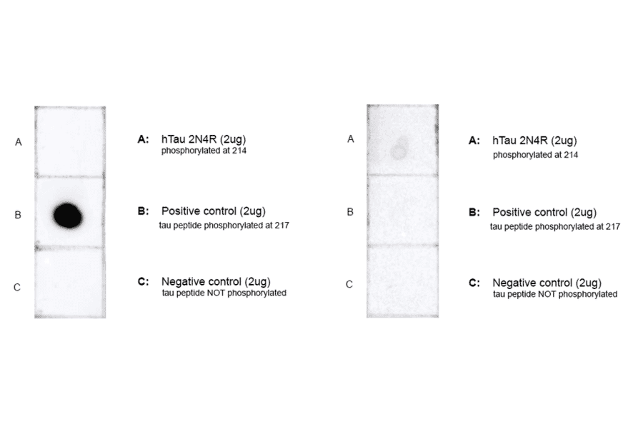 Dot Blot - Anti-Tau (phospho Thr217) Antibody [15B7] (A305063) - Antibodies.com