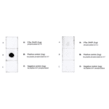 Dot Blot - Anti-Tau (phospho Thr217) Antibody [15B7] (A305063) - Antibodies.com