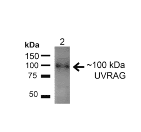 Western Blot - Anti-UVRAG Antibody (A305065) - Antibodies.com