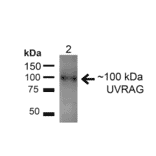 Western Blot - Anti-UVRAG Antibody (A305065) - Antibodies.com