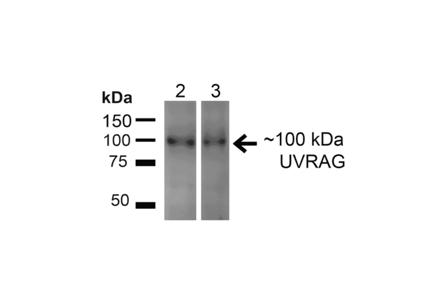 Western Blot - Anti-UVRAG Antibody (A305065) - Antibodies.com