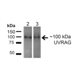 Western Blot - Anti-UVRAG Antibody (A305065) - Antibodies.com