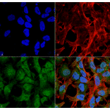 Immunocytochemistry/Immunofluorescence - Anti-UVRAG Antibody (A305065) - Antibodies.com