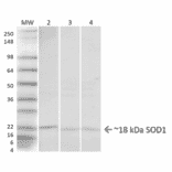 Western Blot - Anti-Superoxide Dismutase 1 Antibody (A305066) - Antibodies.com