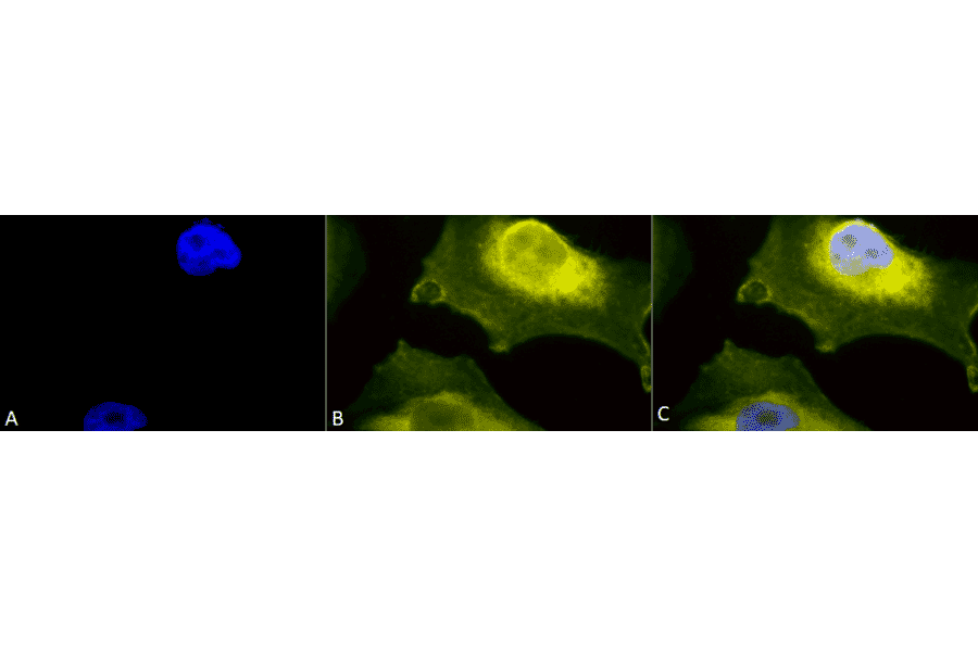 Immunocytochemistry/Immunofluorescence - Anti-Superoxide Dismutase 1 Antibody (A305066) - Antibodies.com