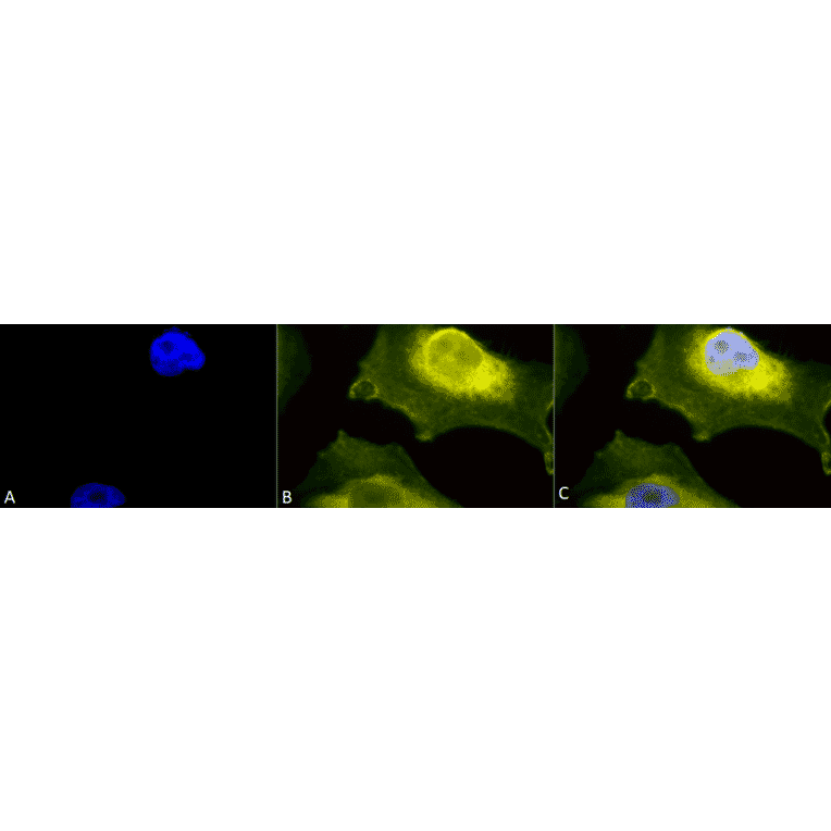 Immunocytochemistry/Immunofluorescence - Anti-Superoxide Dismutase 1 Antibody (A305066) - Antibodies.com