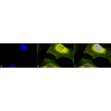 Immunocytochemistry/Immunofluorescence - Anti-Superoxide Dismutase 1 Antibody (A305066) - Antibodies.com
