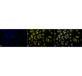 Immunocytochemistry/Immunofluorescence - Anti-KDEL Antibody (A305067) - Antibodies.com