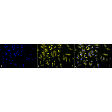 Immunocytochemistry/Immunofluorescence - Anti-KDEL Antibody (A305067) - Antibodies.com