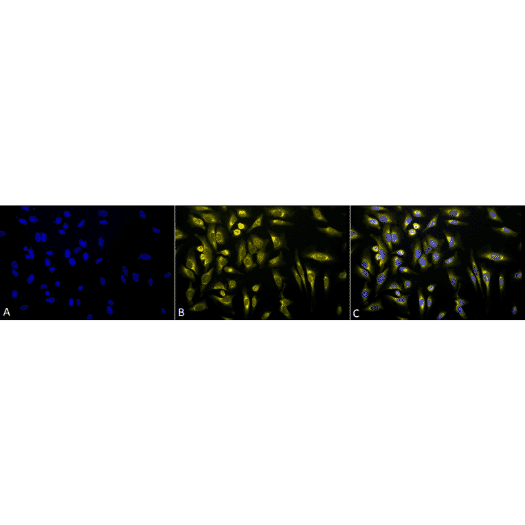 Immunocytochemistry/Immunofluorescence - Anti-KDEL Antibody (A305067) - Antibodies.com