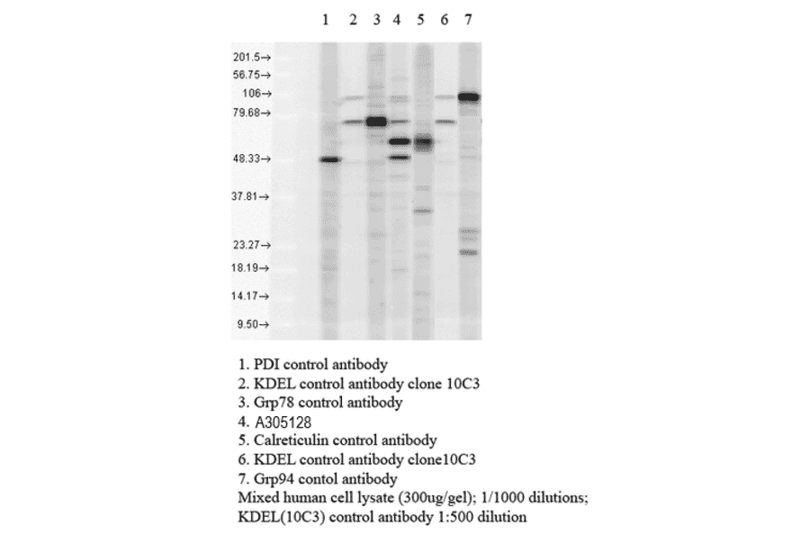 Western Blot - Anti-KDEL Antibody (A305067) - Antibodies.com