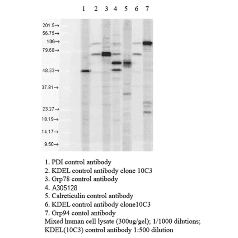 Western Blot - Anti-KDEL Antibody (A305067) - Antibodies.com