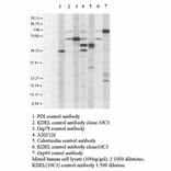 Western Blot - Anti-KDEL Antibody (A305067) - Antibodies.com