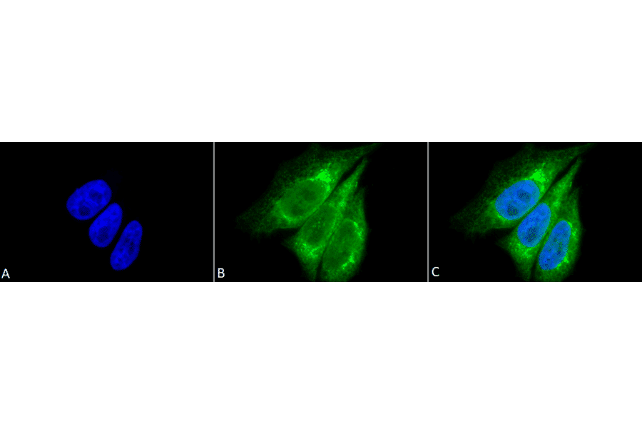 Immunocytochemistry/Immunofluorescence - Anti-KDEL Antibody (A305067) - Antibodies.com