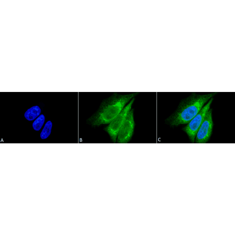 Immunocytochemistry/Immunofluorescence - Anti-KDEL Antibody (A305067) - Antibodies.com