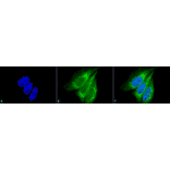 Immunocytochemistry/Immunofluorescence - Anti-KDEL Antibody (A305067) - Antibodies.com