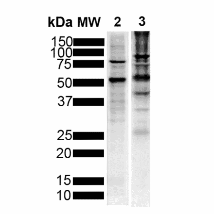 Western Blot - Anti-Tau Antibody [1D5] (A305068) - Antibodies.com