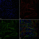 Immunocytochemistry/Immunofluorescence - Anti-Tau Antibody [1D5] (A305068) - Antibodies.com