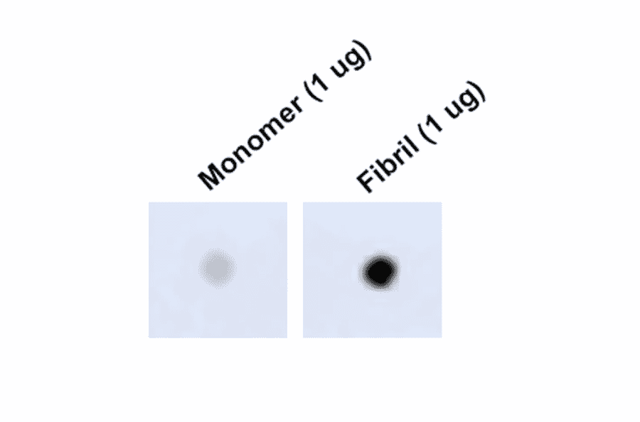 Dot Blot - Anti-Tau Antibody [1D5] (A305068) - Antibodies.com