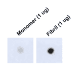 Dot Blot - Anti-Tau Antibody [1D5] (A305068) - Antibodies.com