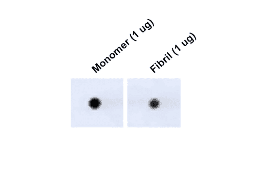 Dot Blot - Anti-Tau Antibody [3D4] (A305069) - Antibodies.com
