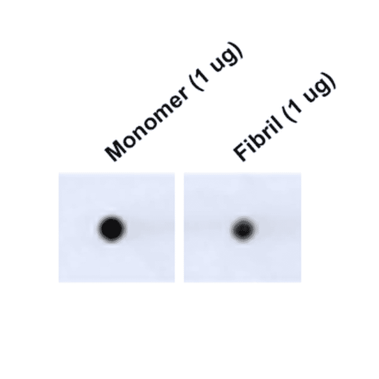 Dot Blot - Anti-Tau Antibody [3D4] (A305069) - Antibodies.com