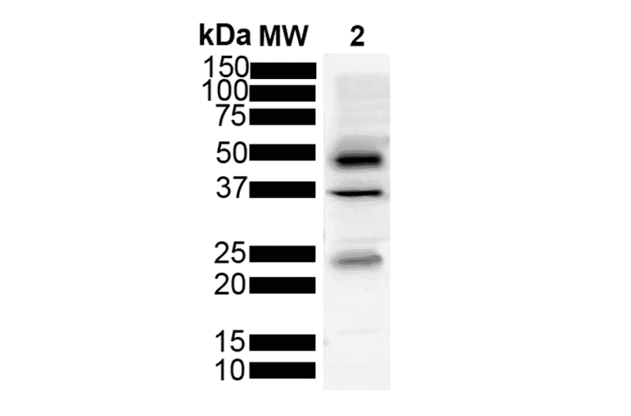 Western Blot - Anti-Tau Antibody [3D4] (A305069) - Antibodies.com