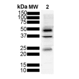 Western Blot - Anti-Tau Antibody [3D4] (A305069) - Antibodies.com