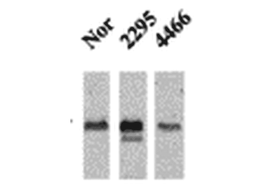 Western Blot - Anti-CaMKII Antibody [22B1] (A305070) - Antibodies.com