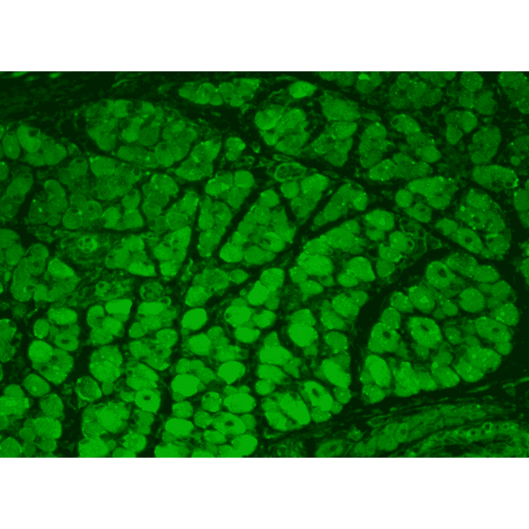 Immunohistochemistry - Anti-CaMKII Antibody [22B1] (A305070) - Antibodies.com