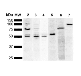 Western Blot - Anti-KDEL Antibody [2C1] (A305072) - Antibodies.com