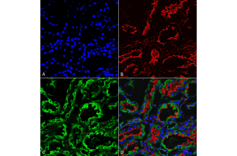 Immunohistochemistry - Anti-KDEL Antibody [2C1] (A305072) - Antibodies.com